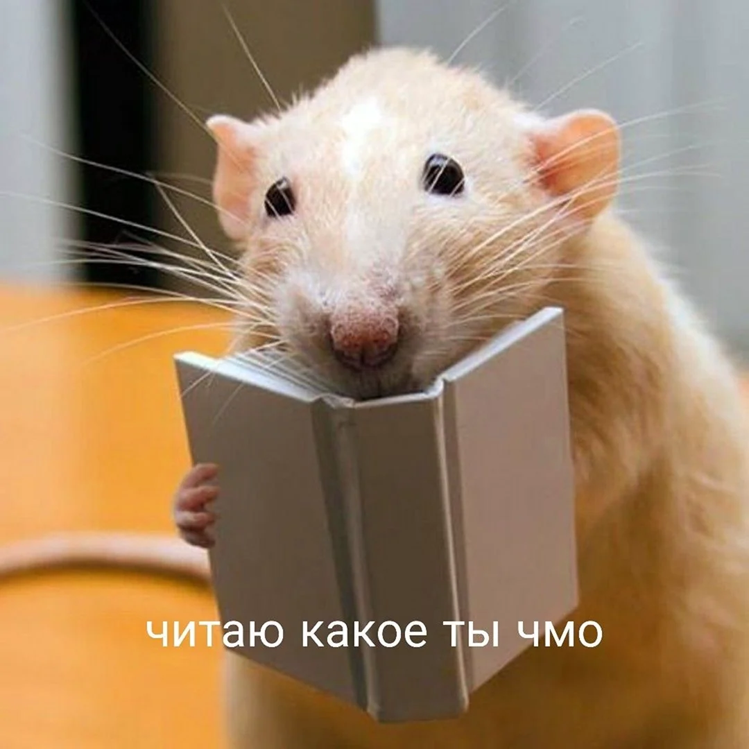 Забавные крысы