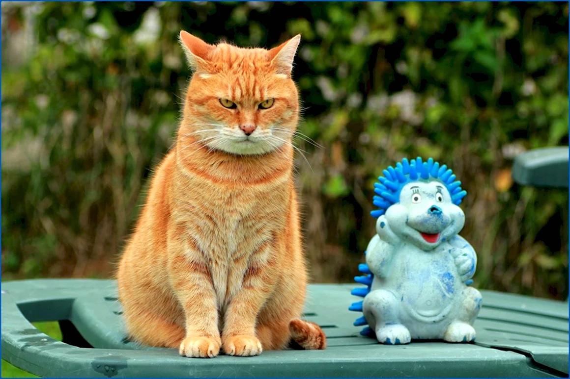 Забавный кот