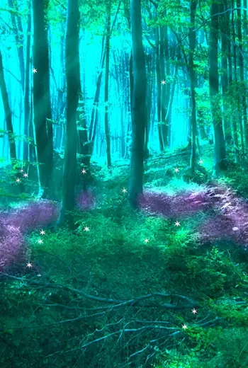 «Зачарованный лес» «Enchanted Forest»
