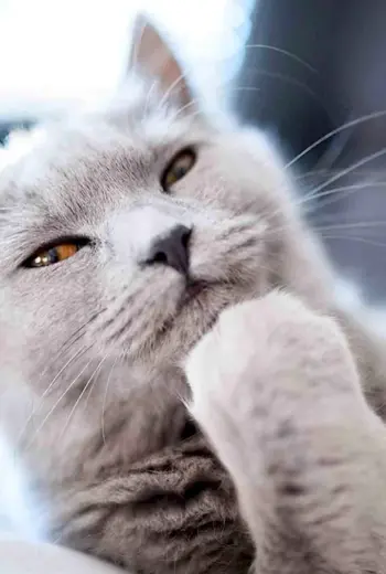 Задумчивый котик