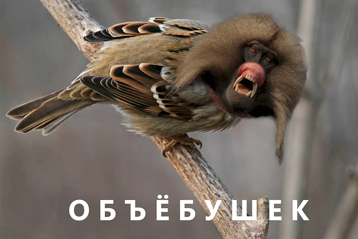 Заебушек