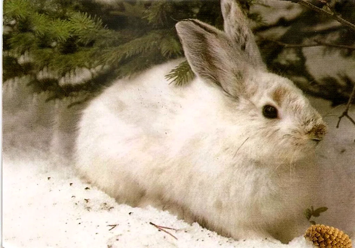 Заяц Беляк Кивач