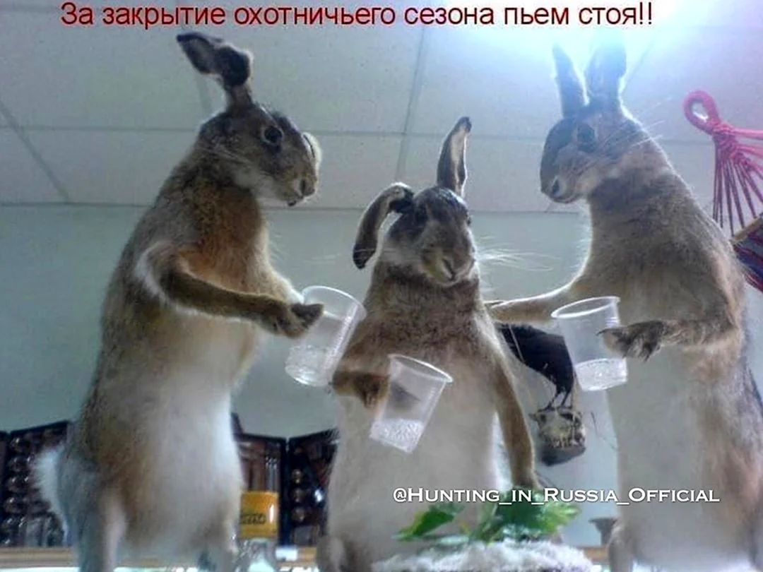 Заяц юмор