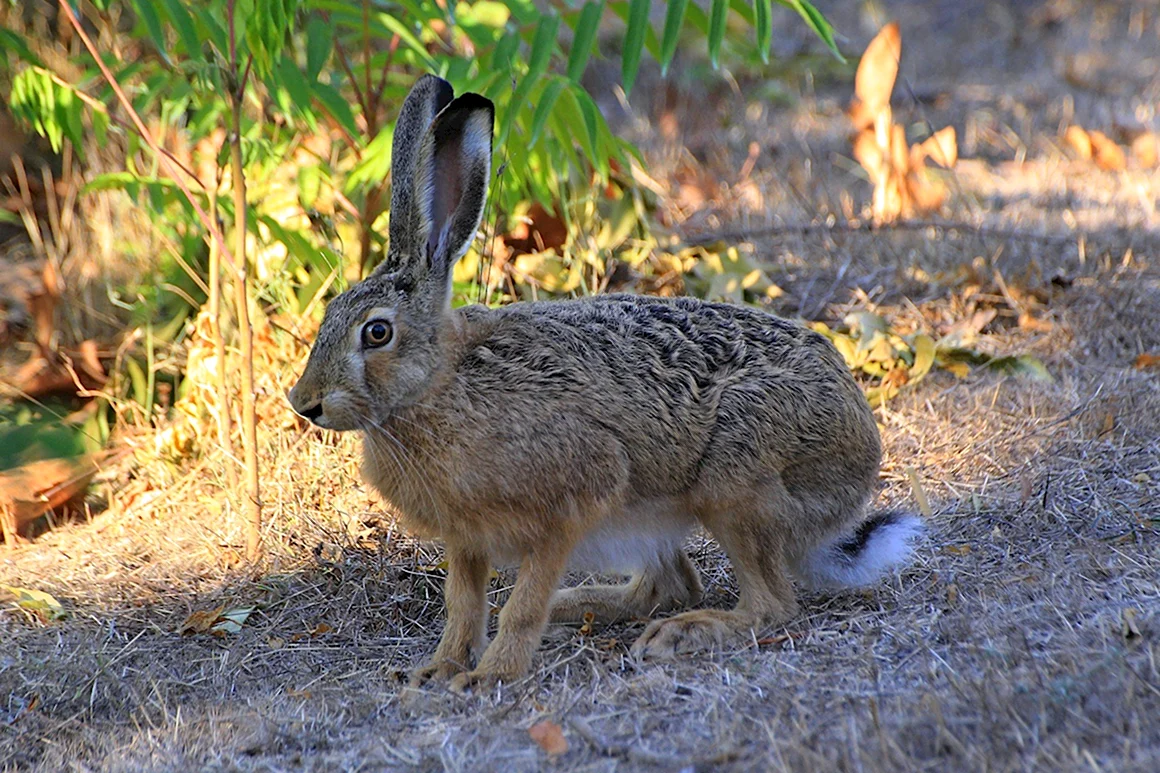 Заяц Русак Lepus europaeus