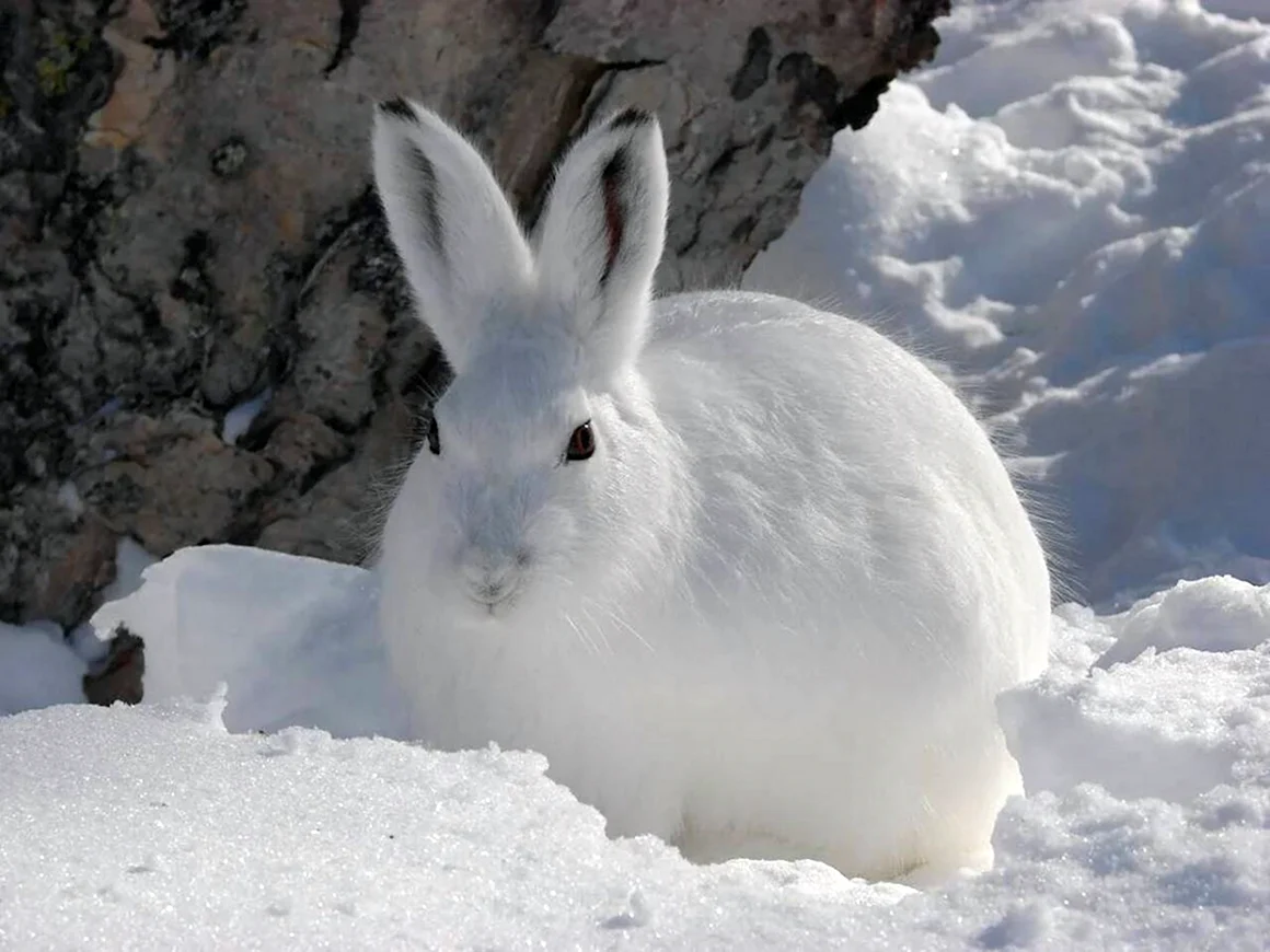 Заяц-Беляк Lepus timidus