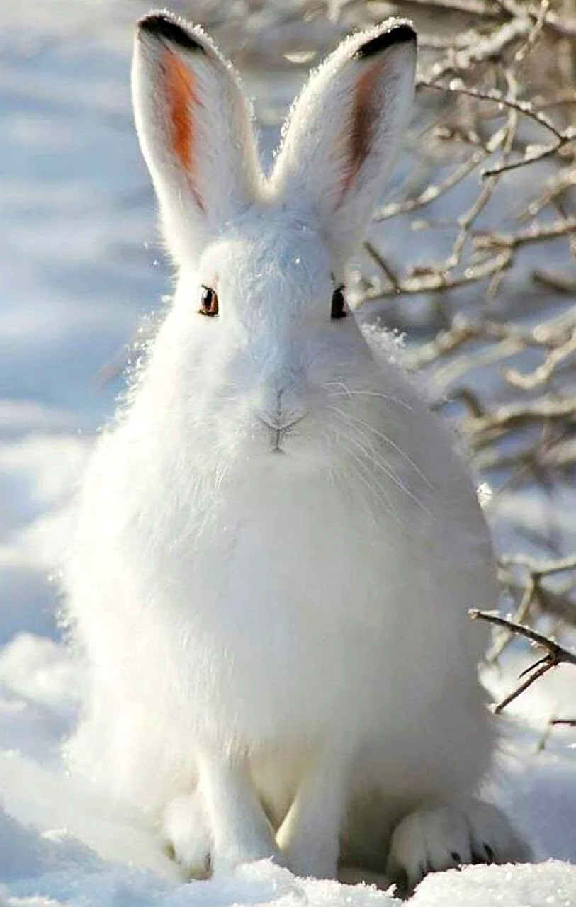 Заяц-Беляк Lepus timidus