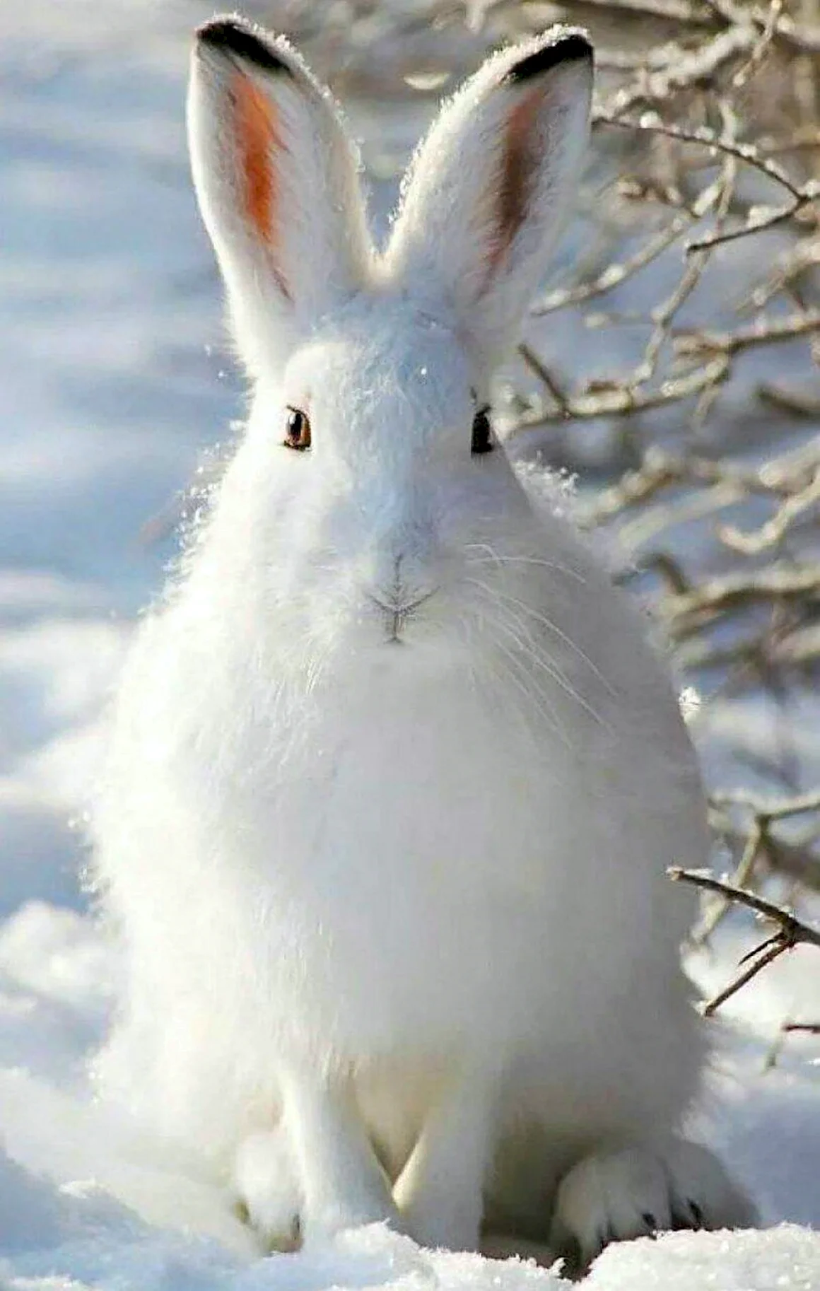 Заяц-Беляк Lepus timidus