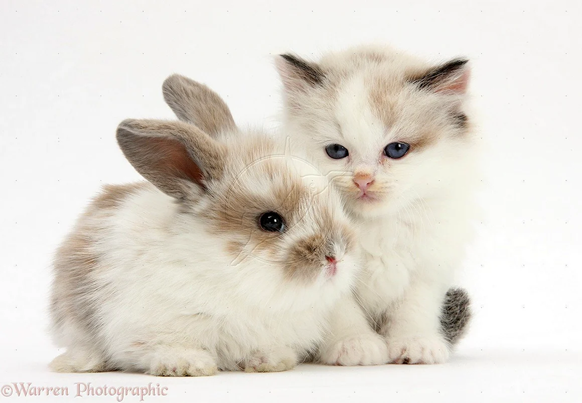 Зайчик и котенок