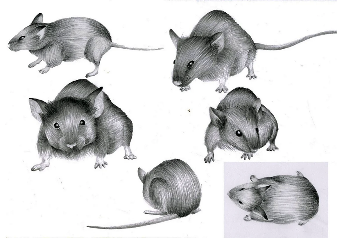 Зарисовки мышей