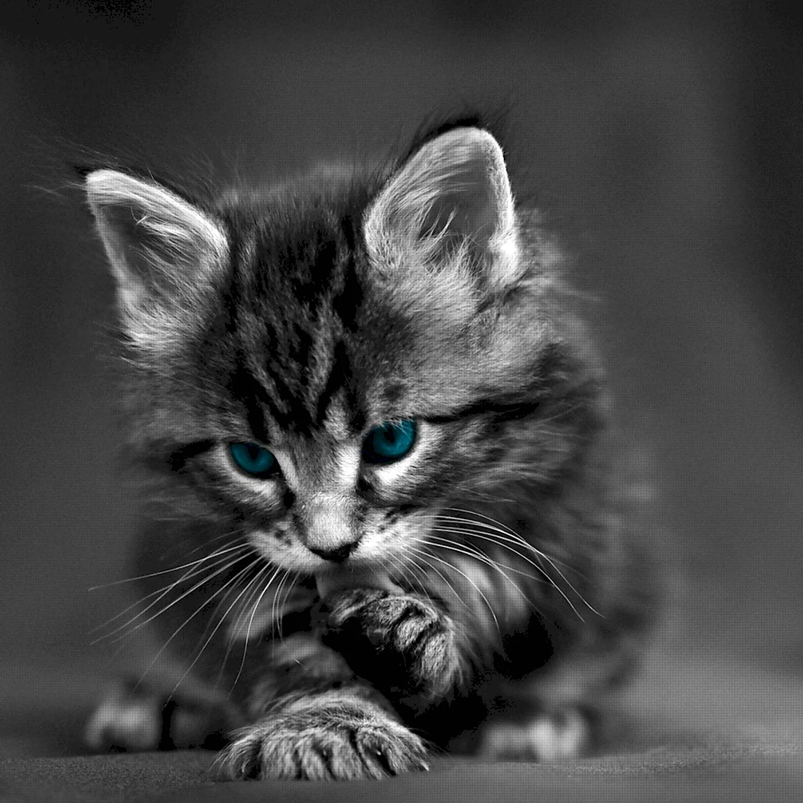 Заставка котики