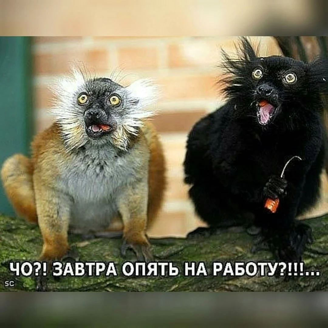 Завтра на работу прикольные