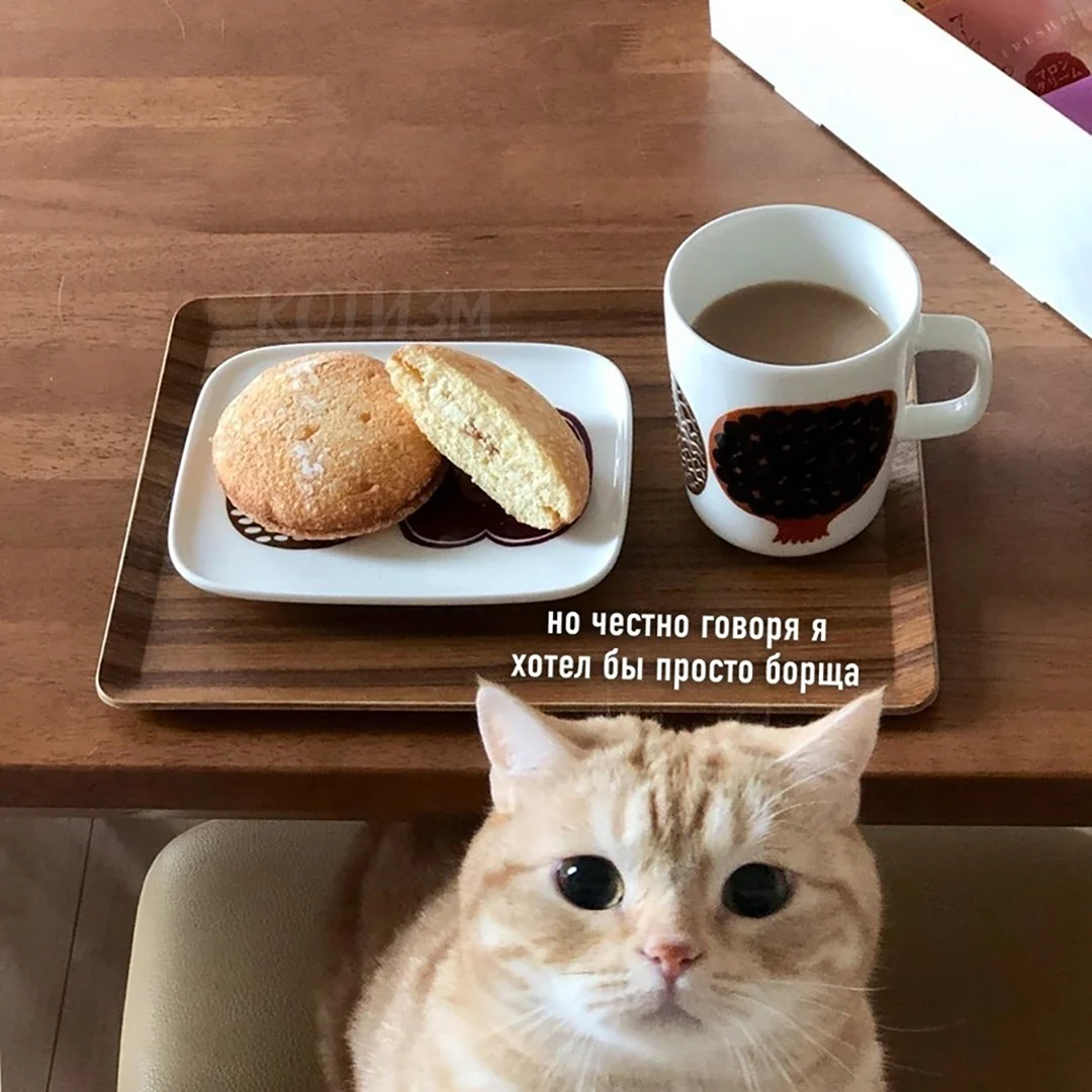 Завтрак с котом