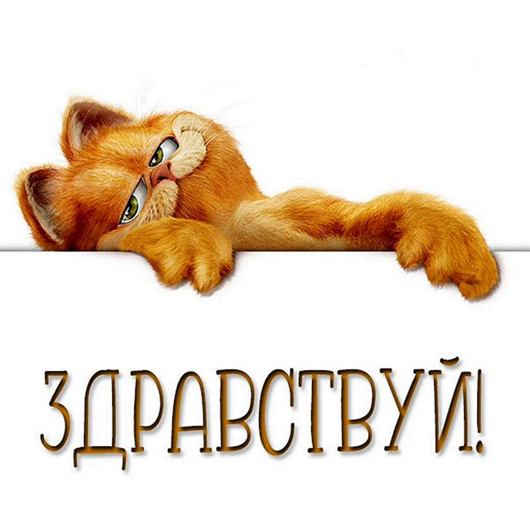 Здравствуйте картинки