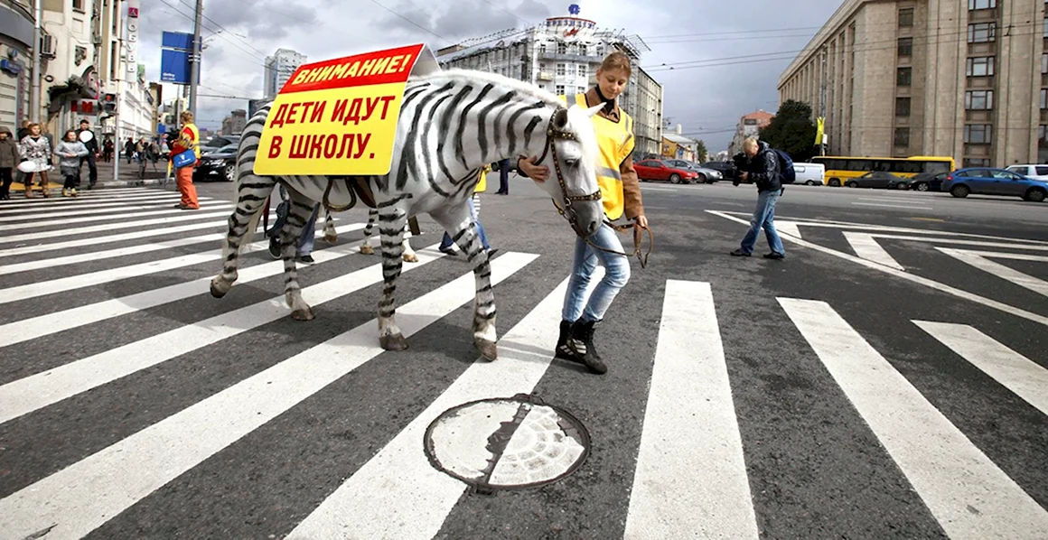 Зебры в городе