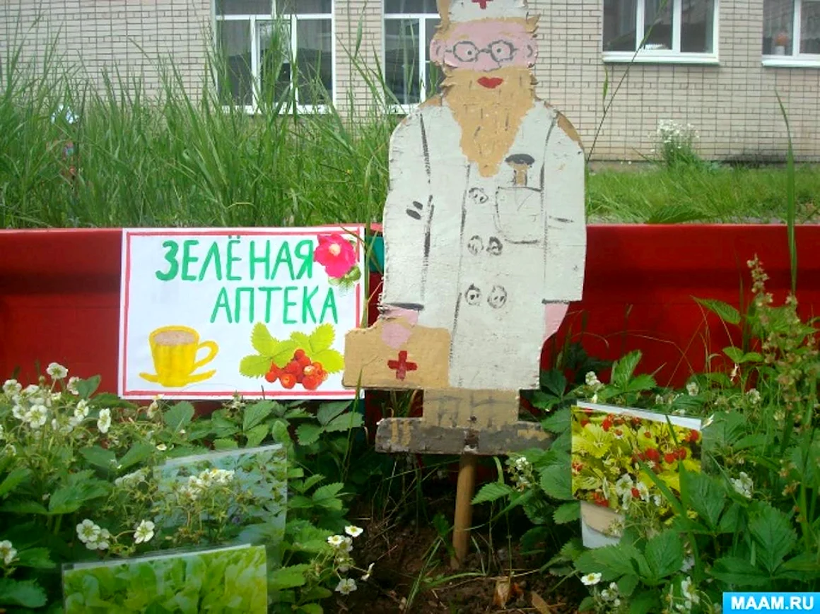 Зеленая аптека экологическая тропа