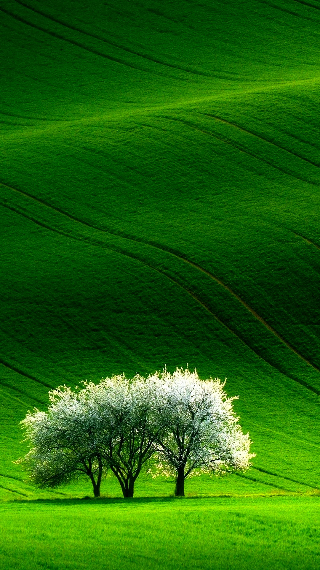 Зеленая природа