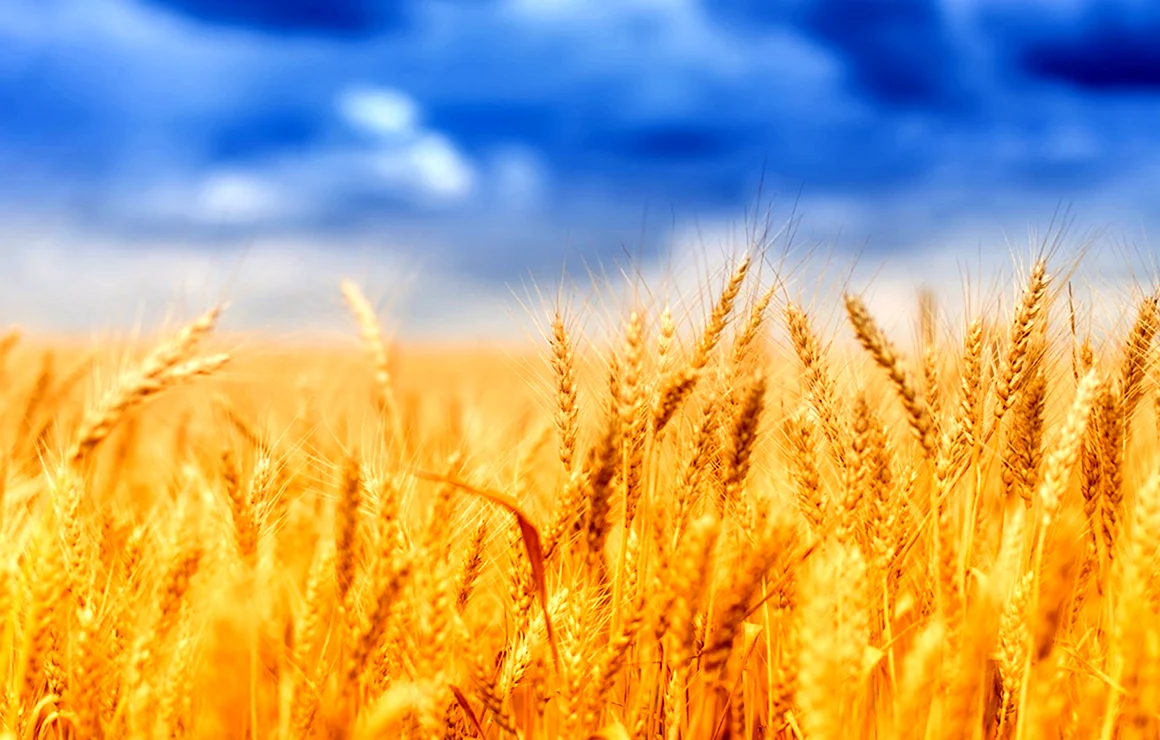 Зерновая мельница «золотое поле» Golden field