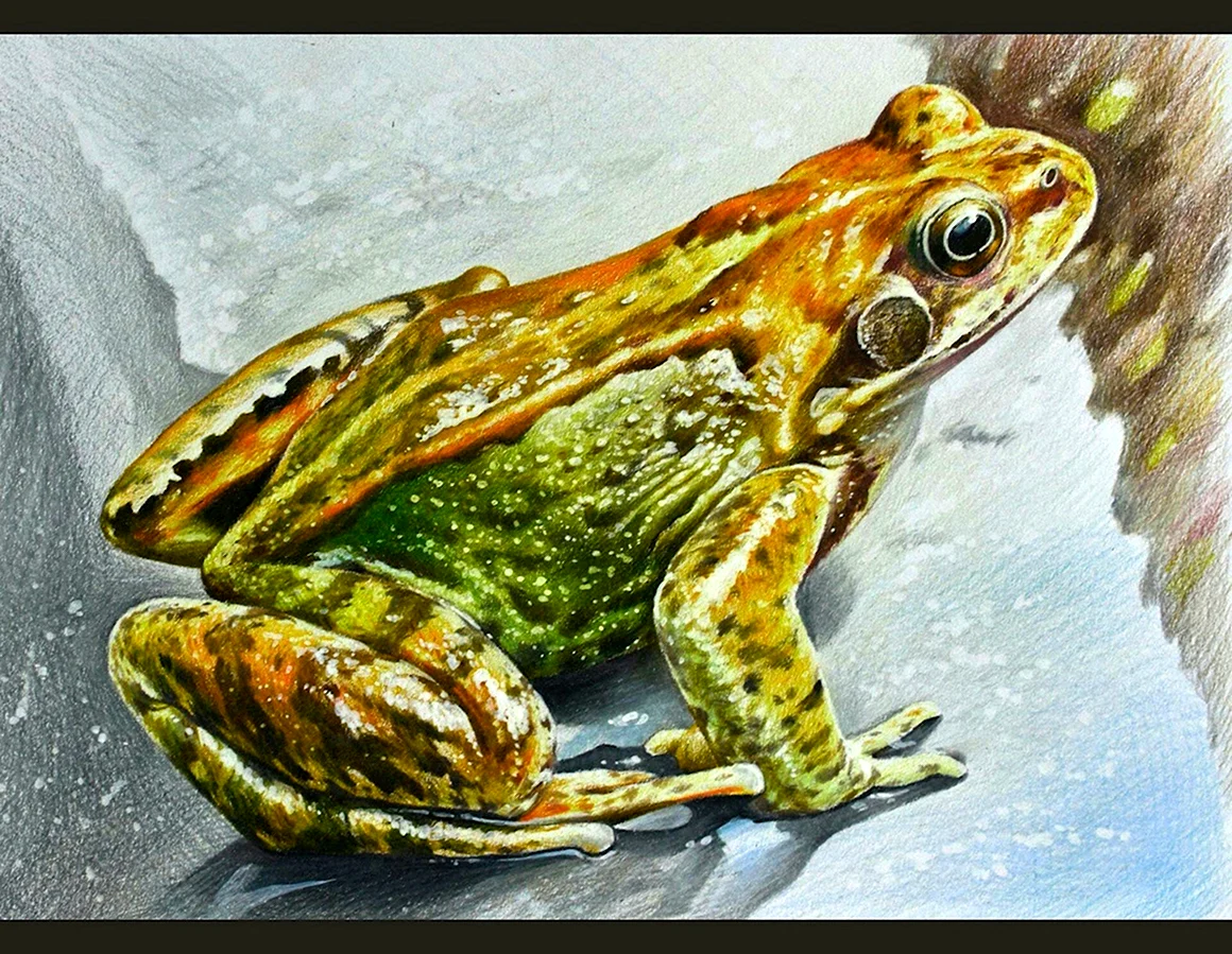 Жаба цветными карандашами