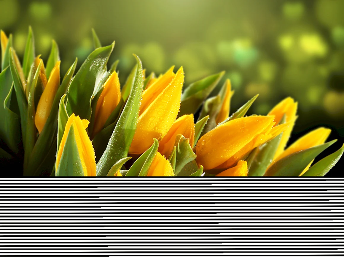 Желтые тюльпаны