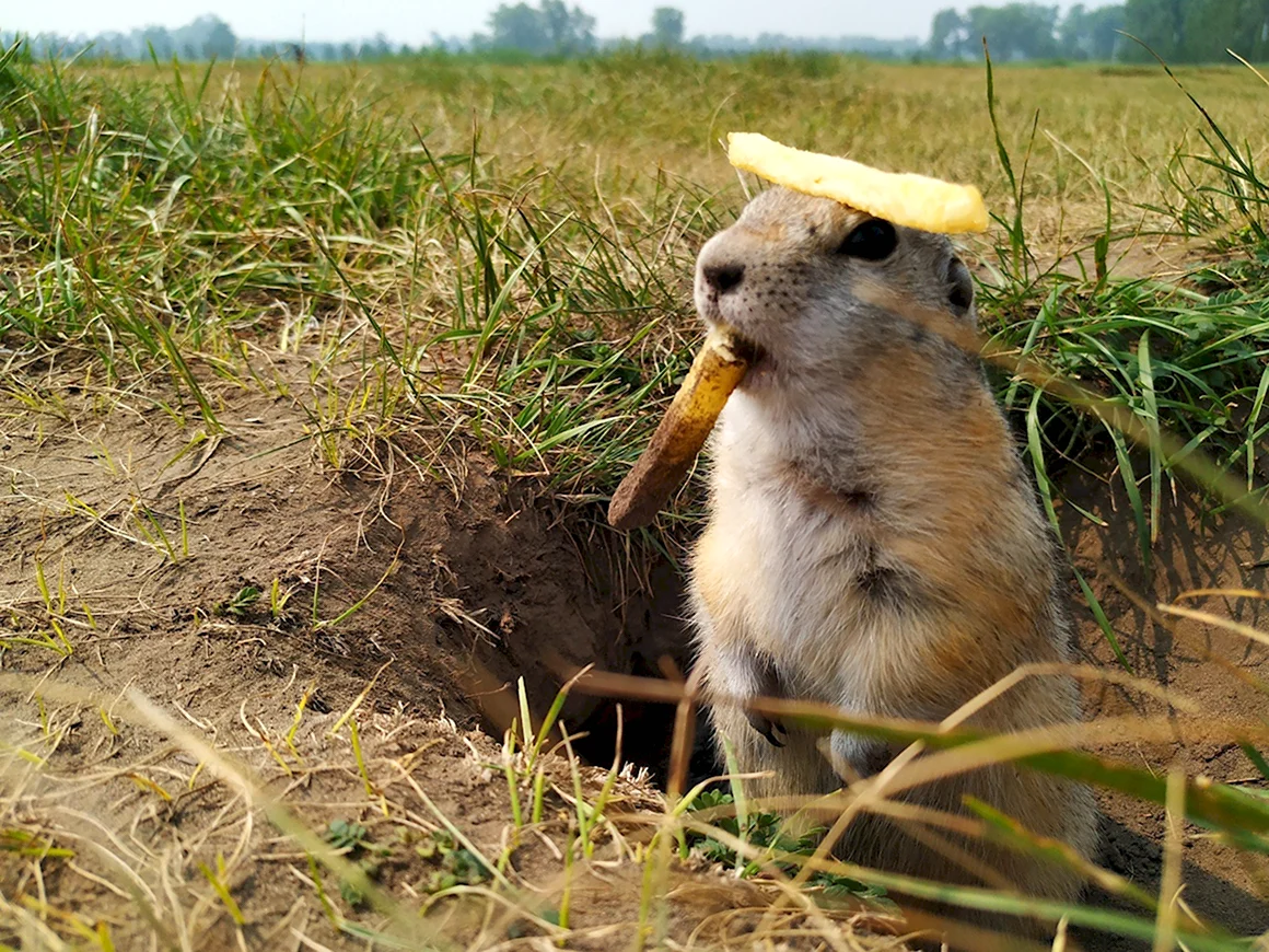 Желтый суслик ареал
