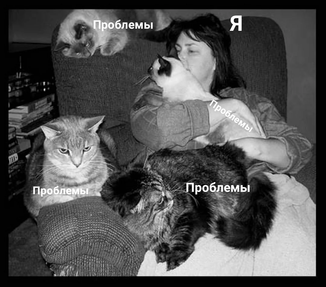 Женщина и много кошек