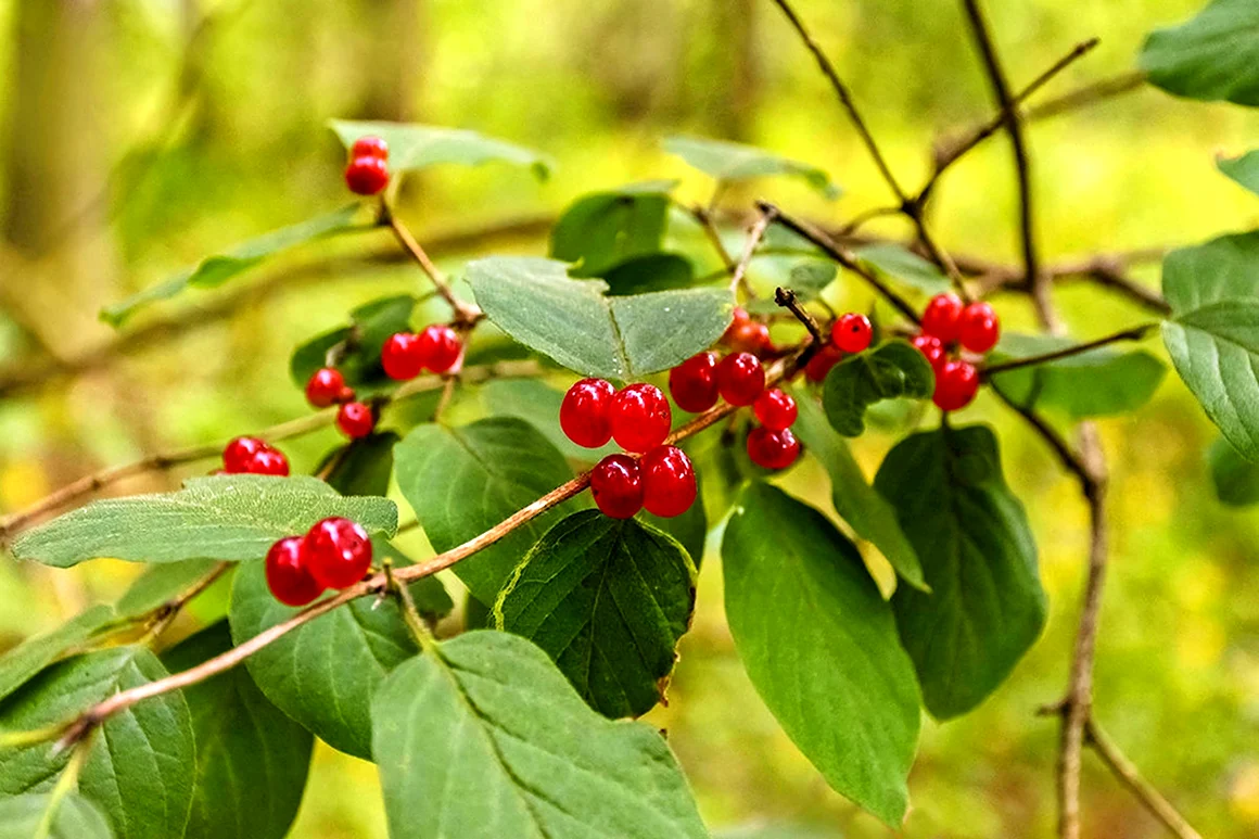 Жимолость Лесная-Lonicera xylosteum
