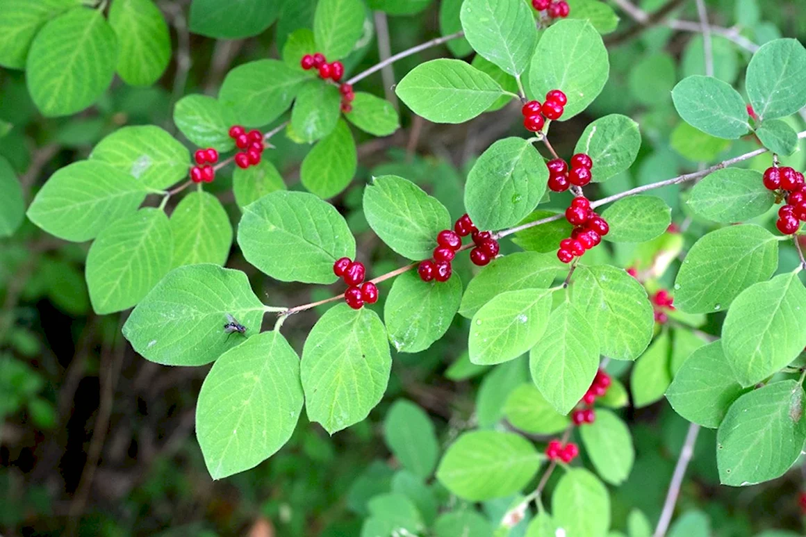 Жимолость Лесная-Lonicera xylosteum