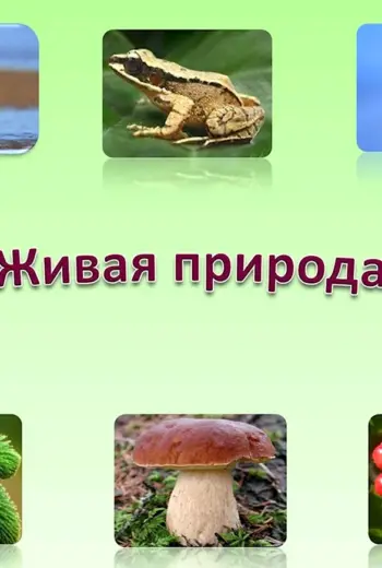 Живая и неживая природа