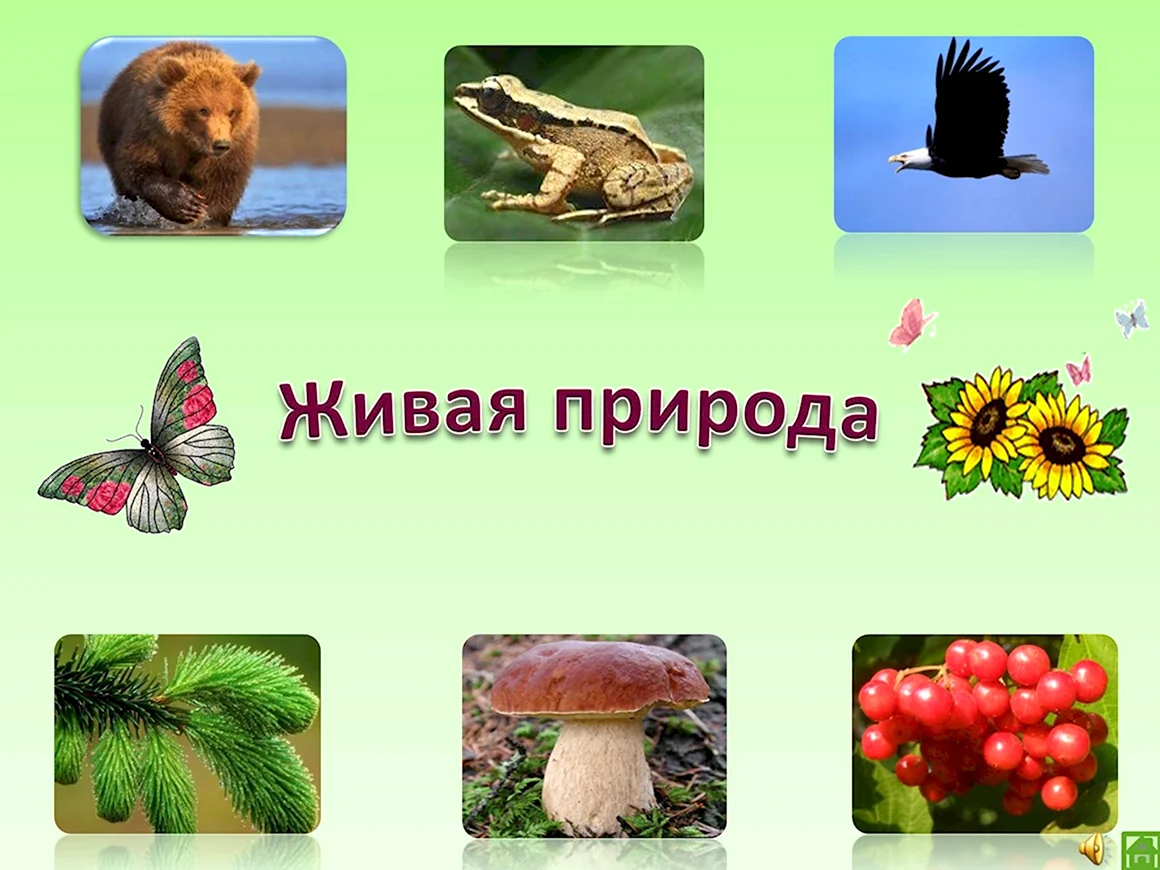 Живая и неживая природа