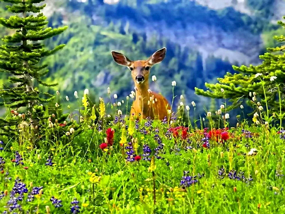 Живая природа