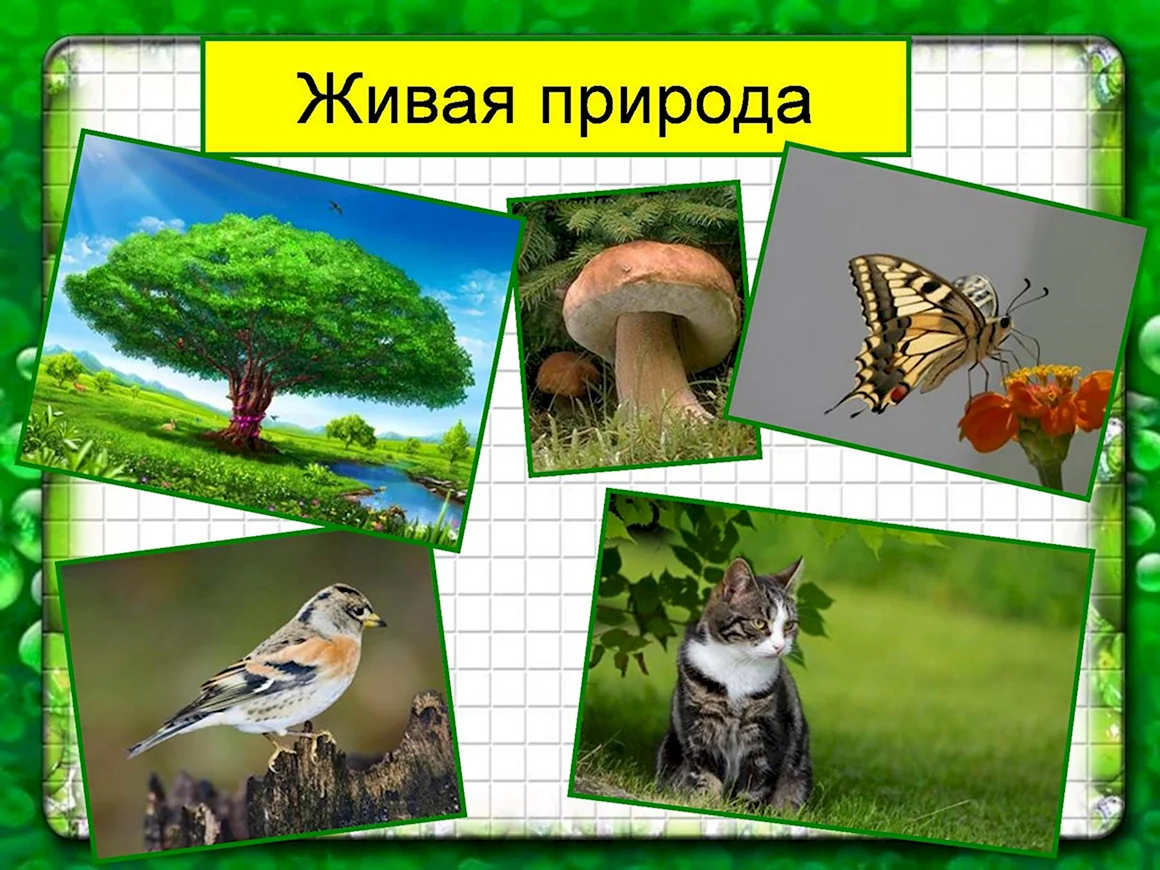 Живая природа для дошкольников