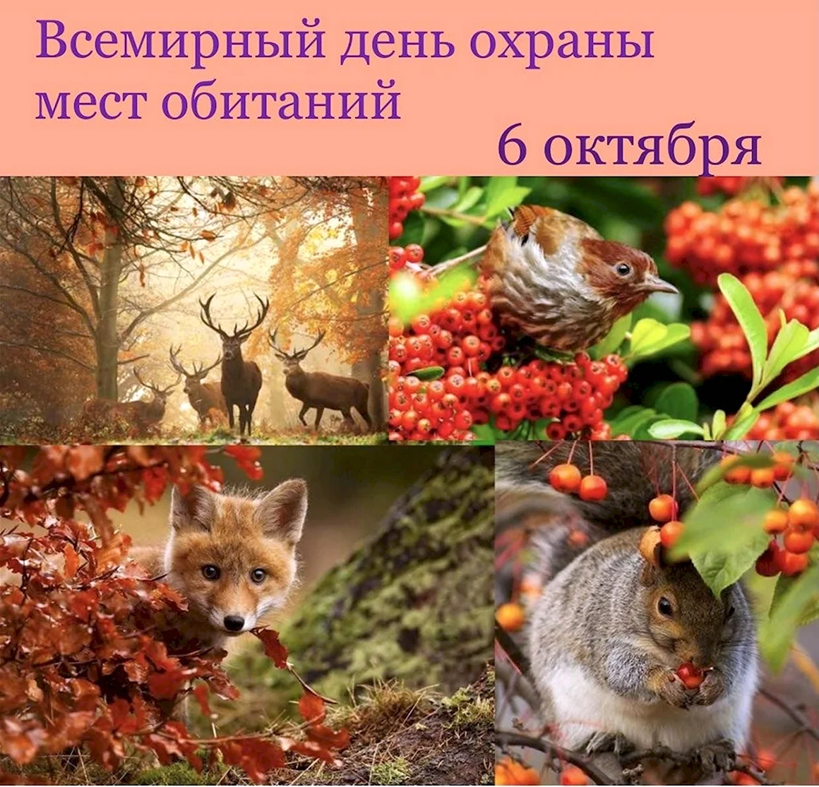 Живая природа осенью