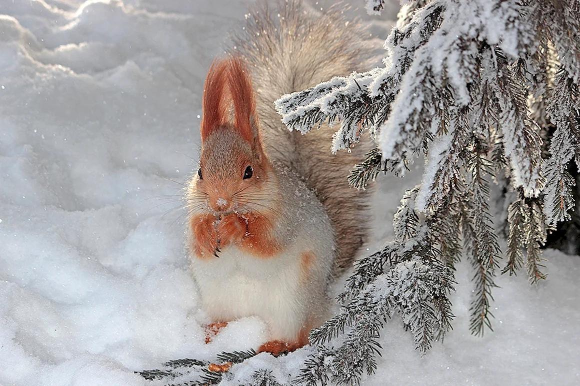 Живая природа зимой