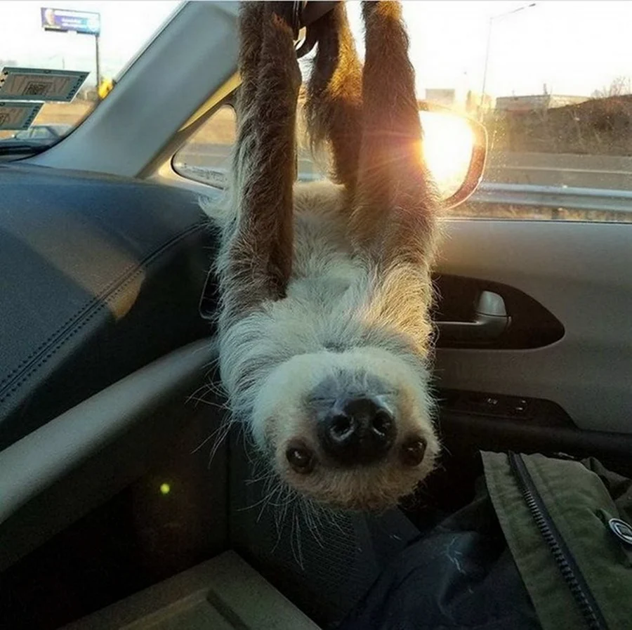 Животное в машине