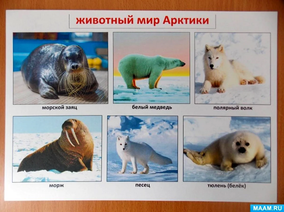 Животные Арктики и Антарктики для детей