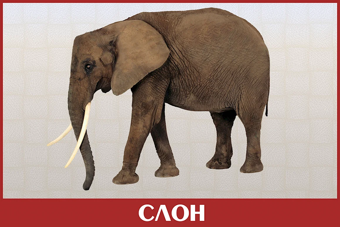 Животные для детей по отдельности