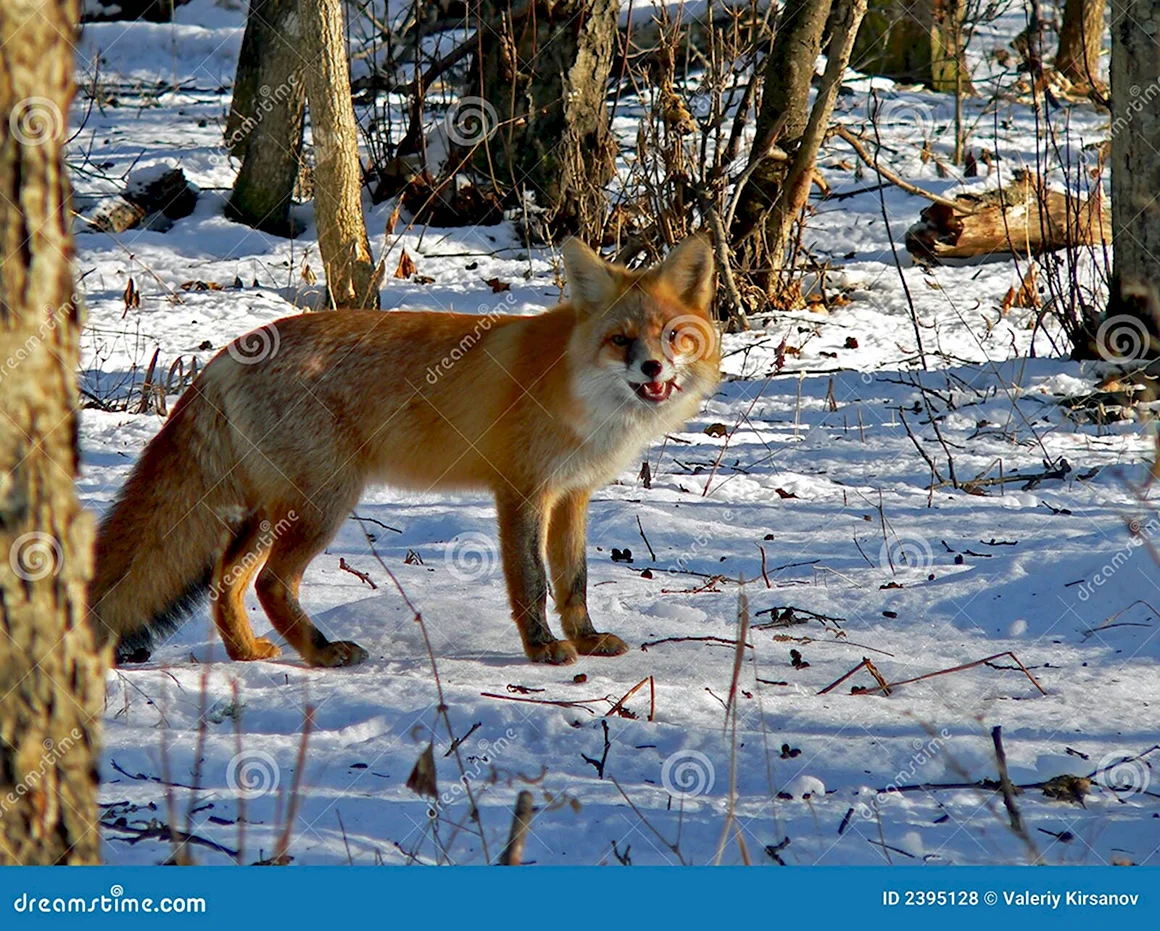Животные лиса в Западной Сибири