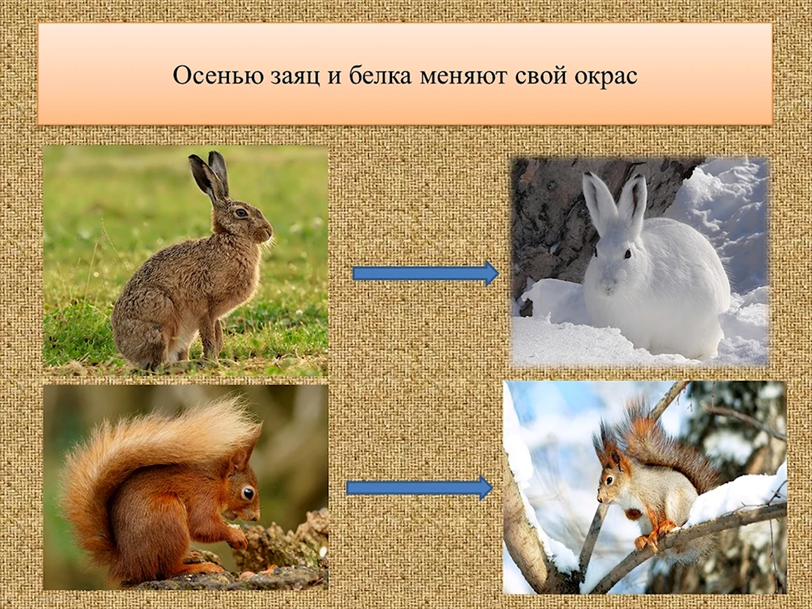 Животные меняют окраску к зиме
