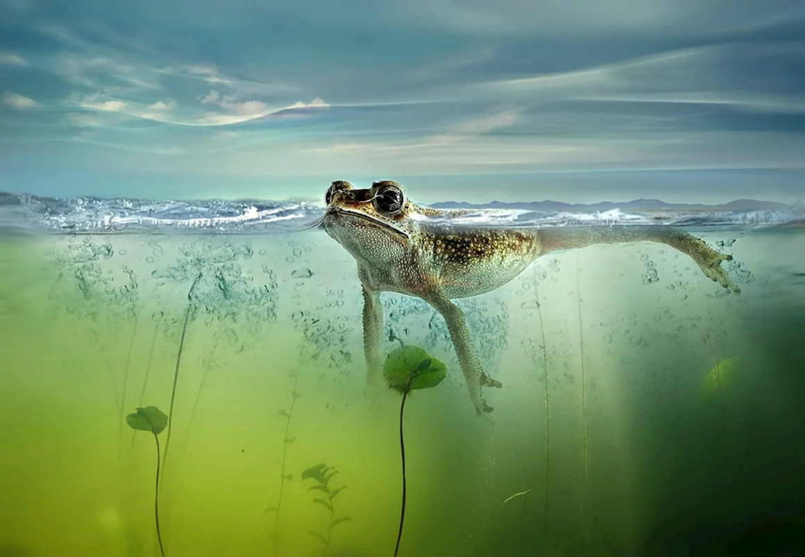 Животные под водой
