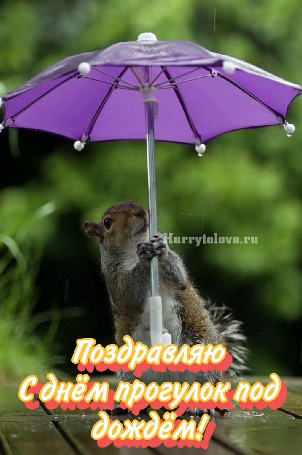 Животные под зонтиком