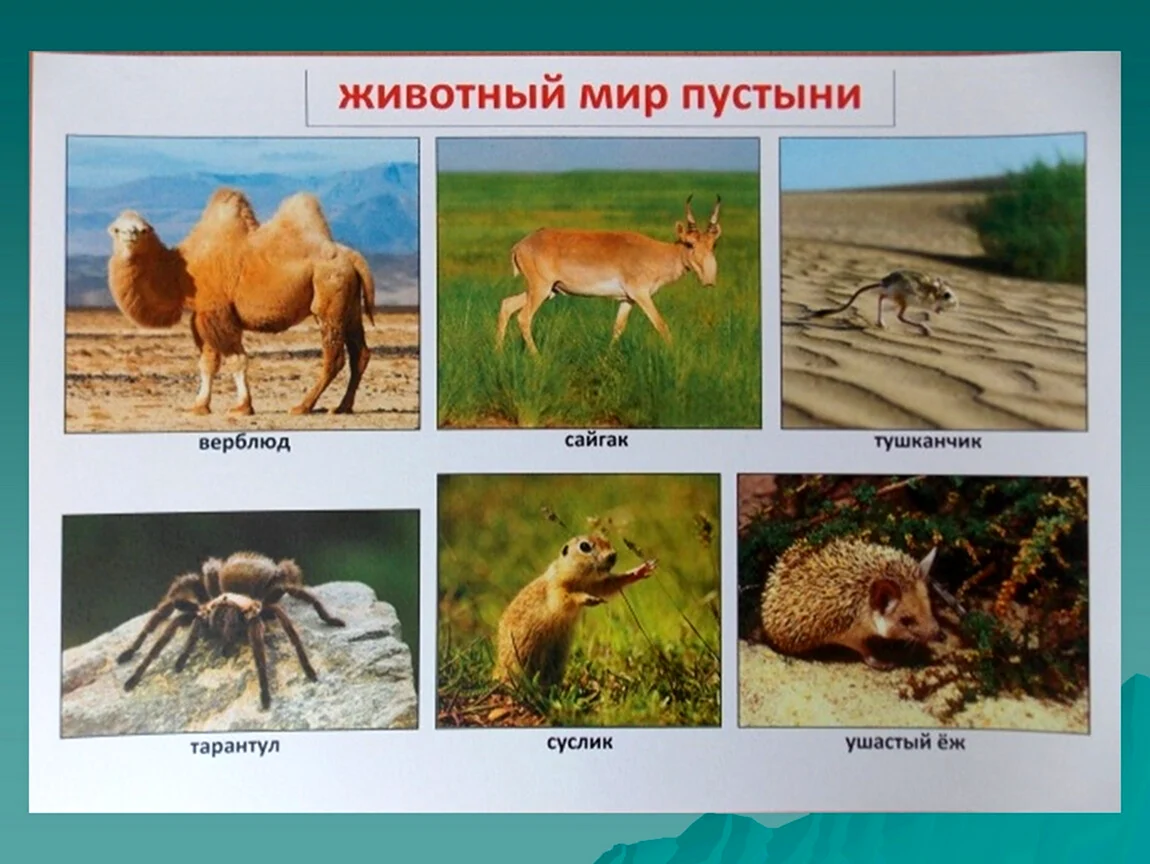 Животные природных зон