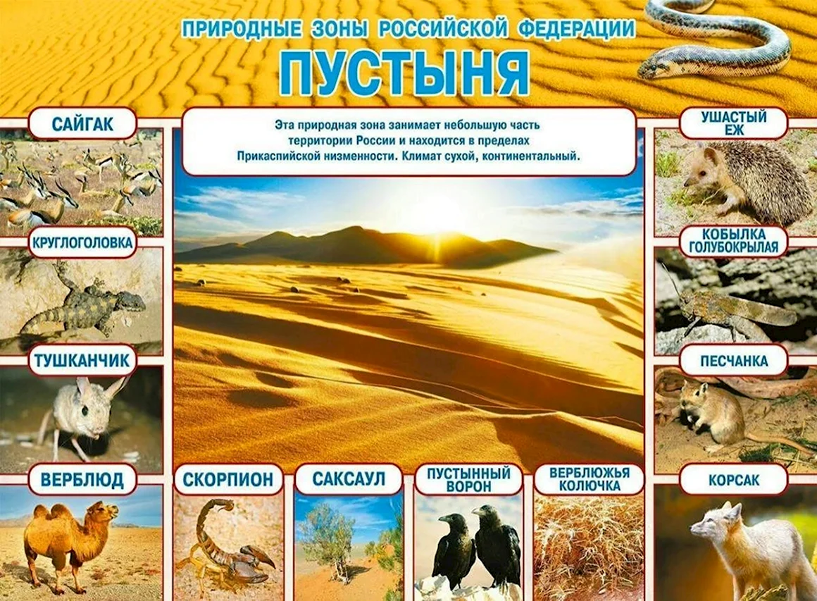 Животные природных зон России 4 класс окружающий мир