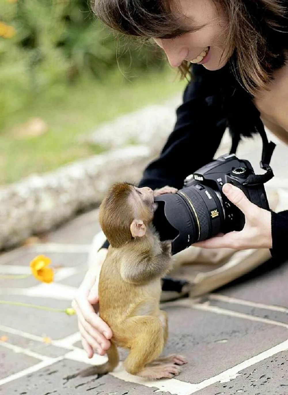Животные с фотоаппаратом