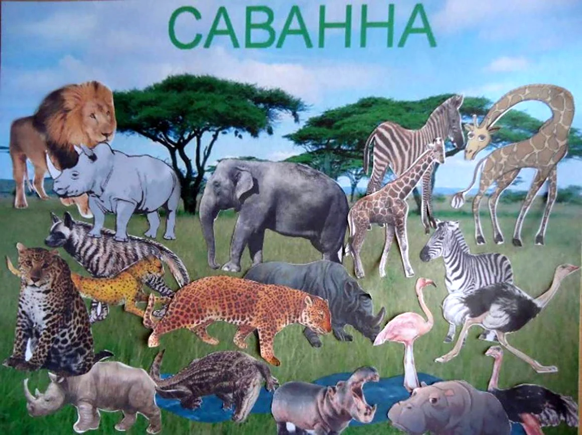 Животные саванны для дошкольников