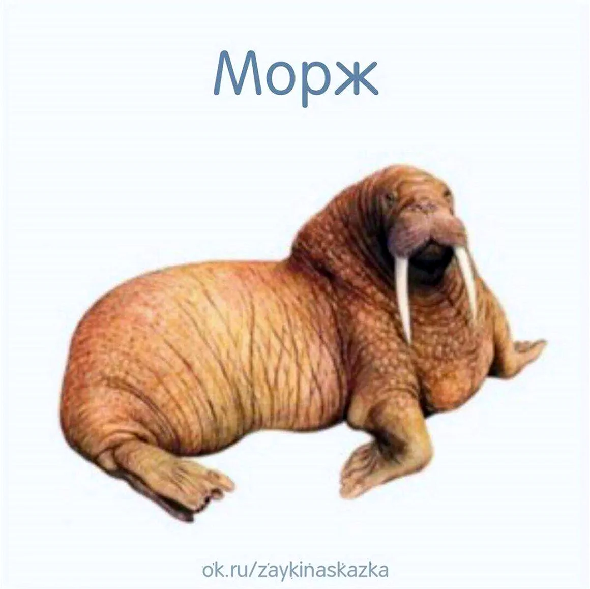 Животные севера карточки