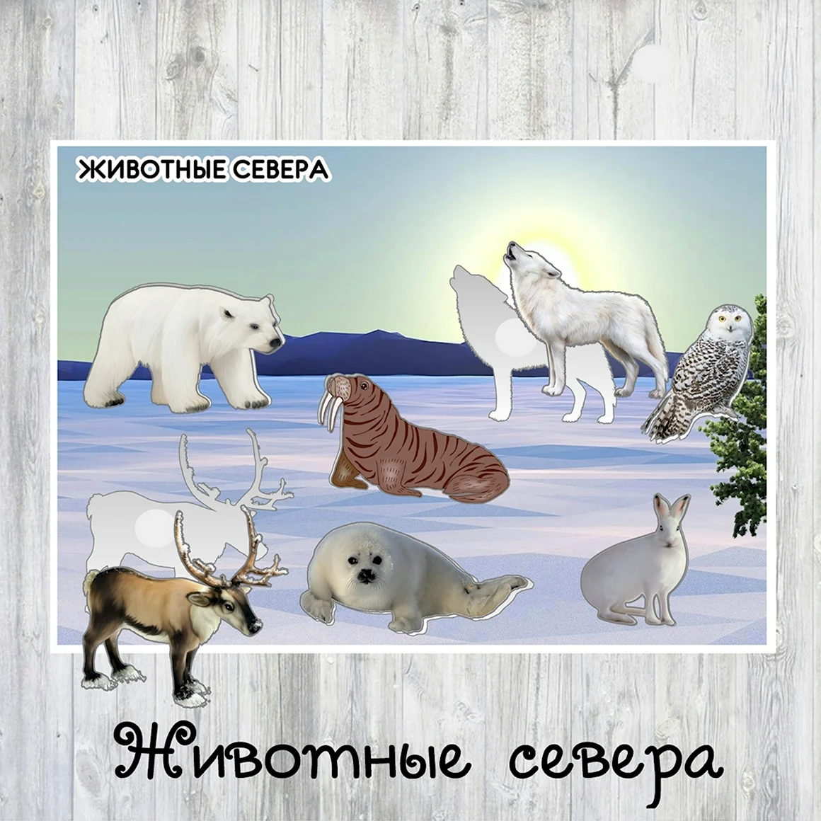 Животные севера липучки