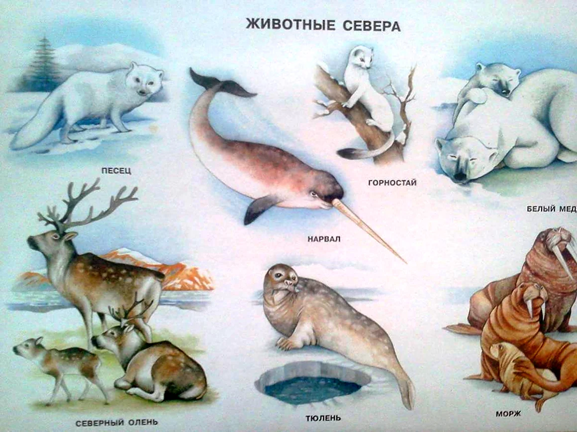 Животные севера с названиями