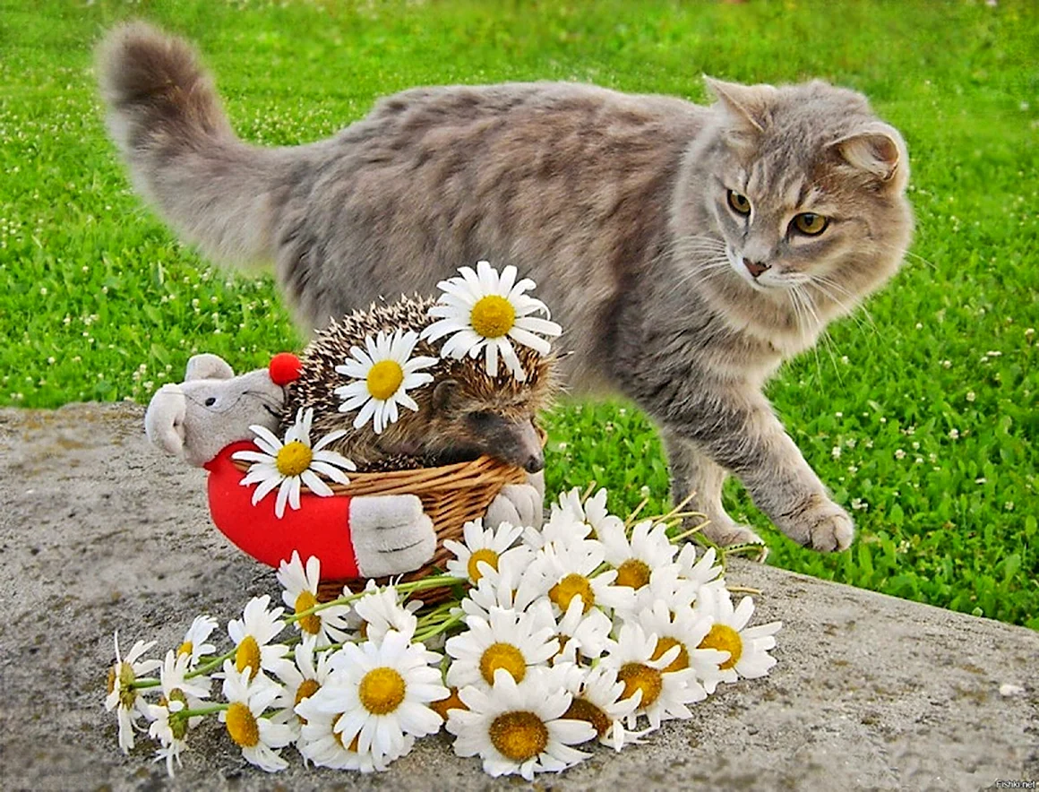Животные в ромашках