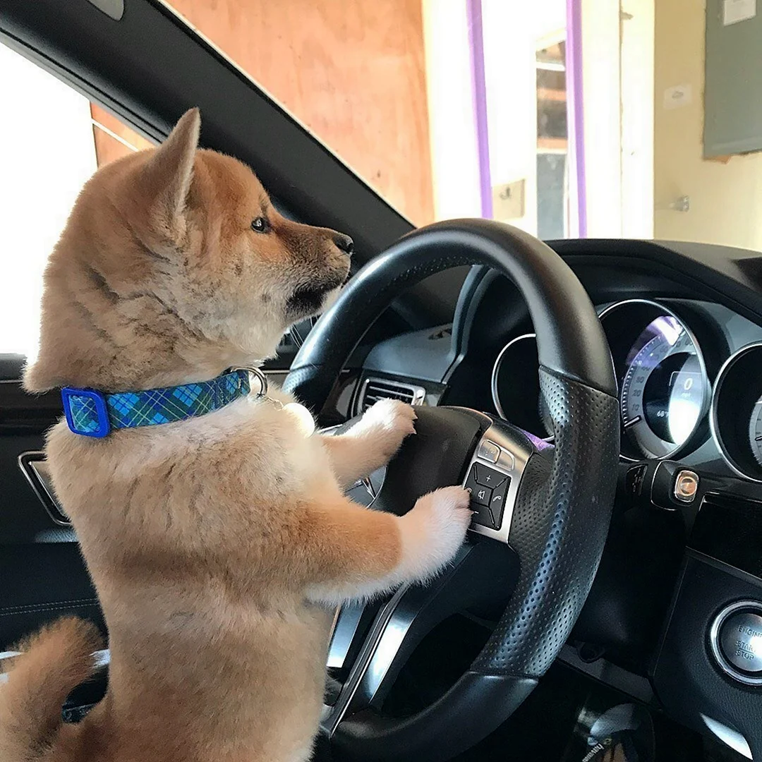 Животные за рулем