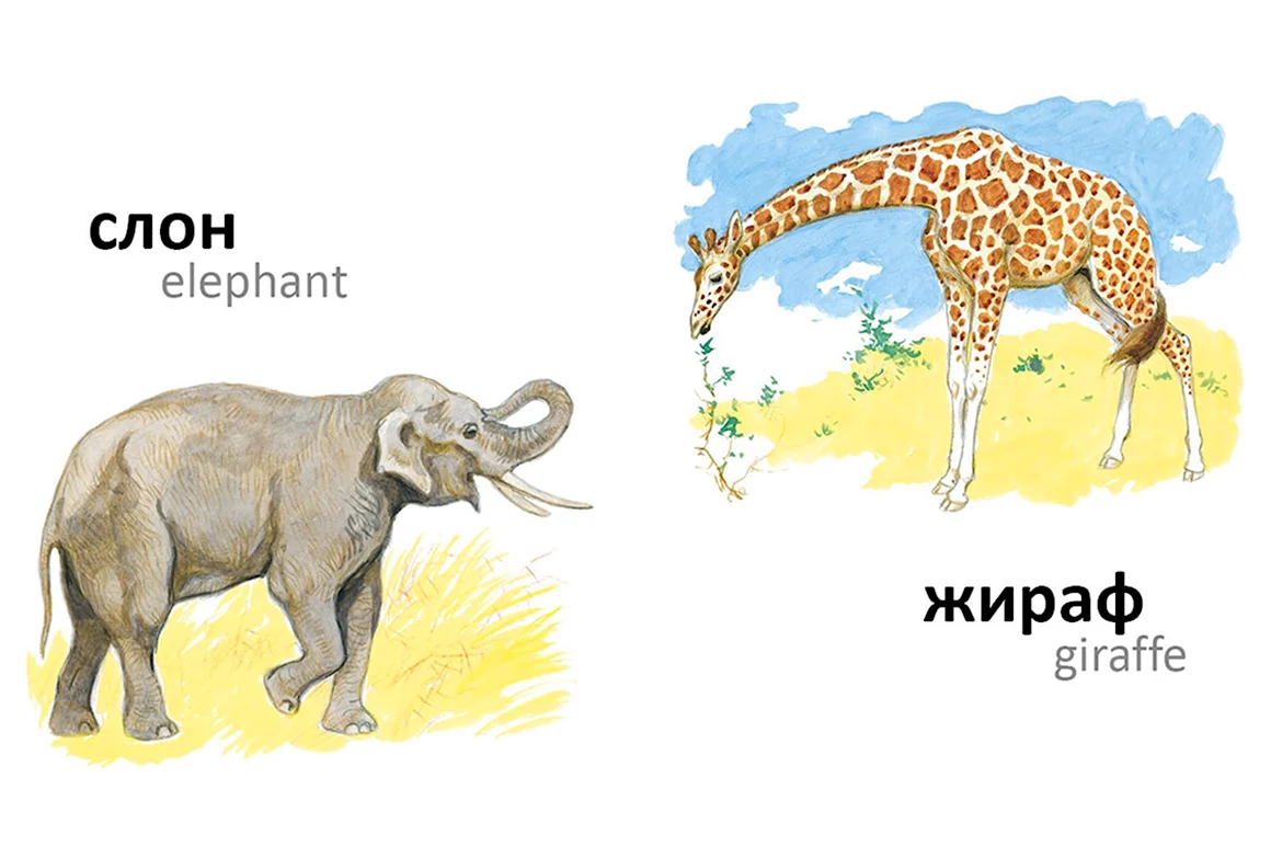 Животные жарких стран